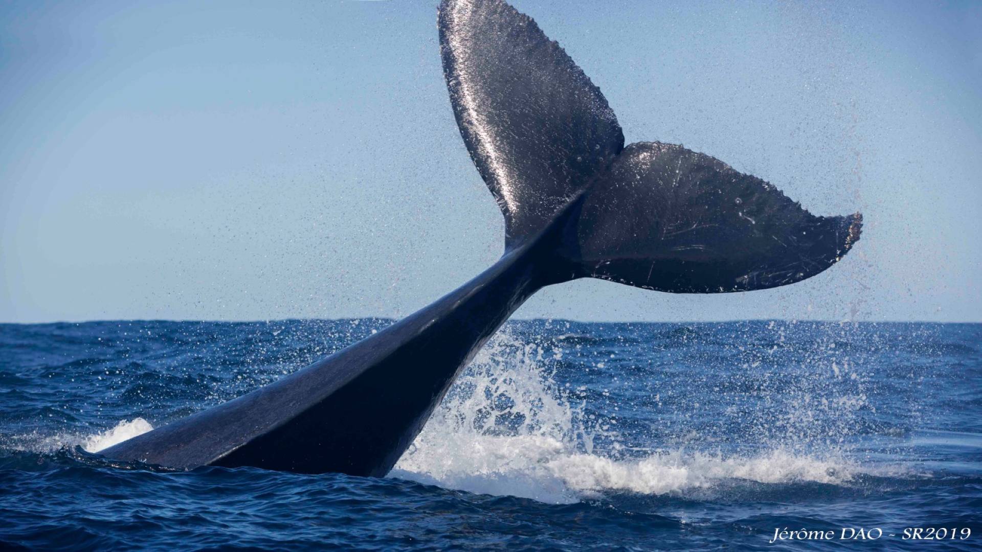You are currently viewing Whaling Right Whales by Thoriso Ngwatwane