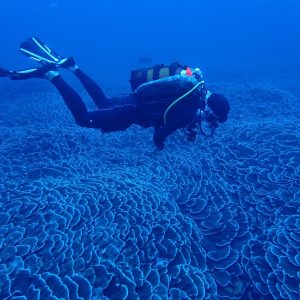 PADI Freediver Course