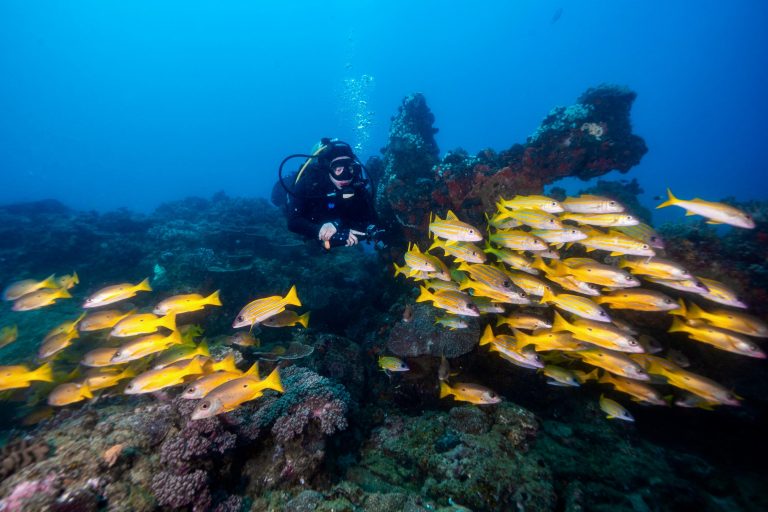 Read more about the article Exploring 2 Mile Reef – The Heart Of Sodwana Bay